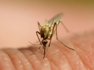  Malaria Tahan Obat Menyebar di Asia Tenggara