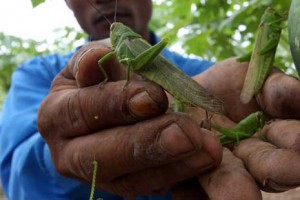  Di Gunung Kidul Ada Sensasi Makan Belalang Goreng, Berani?