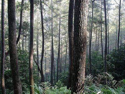  Taman Djuanda Bandung Jadi Pilihan Wisata Edukasi