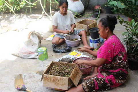  Pengusaha Ini Jual 2 Ton Belalang Goreng Selama Libur Idulfitri