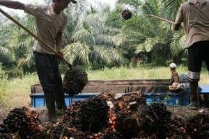  MINYAK SAWIT: Harga TBS di Labuhanbatu Anjlok ke Rp1.040/Kg