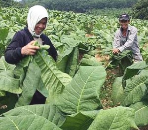  VIRUS EBOLA: Tembakau Diyakini Bisa Bantu Penderitanya