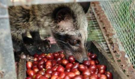  KOPI LUWAK: Pemerintah Didesak Segera Buat Hak Paten