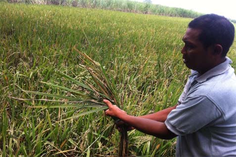  DISERANG HAMA WERENG, Petani Ngoro Terancam Gagal Panen