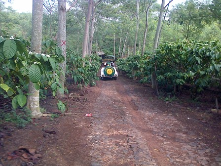  WISATA KEBUN: Asiknya Eksplorasi di Kampoeng Kopi Banaran