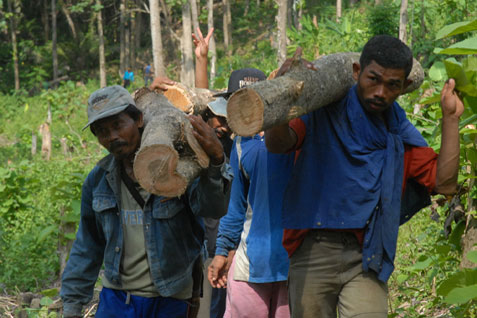  PERHUTANI JAWA TENGAH: Penebangan Kayu Mundur Akibat Musim & Penjarangan Tanaman