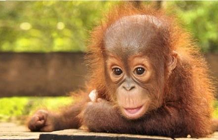  Bridgestone Sumbang Dana Untuk Konservasi Dua Orangutan Borneo