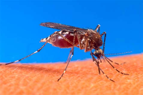  VIRUS WEST NILE, Yunani Laporkan Kasus Pertama Tahun Ini