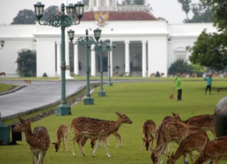  HUT RI Ke-69: Bendera Merah Putih Sepanjang 1.000 Meter Kelilingi Istana Bogor