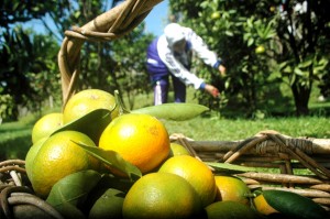  Buah Jeruk Bisa Membuat Anda Semakin Cantik