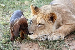  Beginilah Jadinya Jika Anjing &amp; Singa Bersahabat