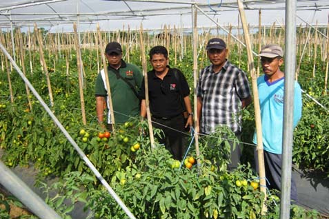  Pelatihan Petani Cabai Dan Bawang Merah Telat 2 Jam