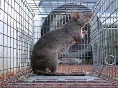  Tikus Raksasa Menyerupai Babi Ditemukan di Sangatta Kaltim