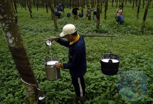  Teknik Pengolahan Karet Petani Masih Rendah