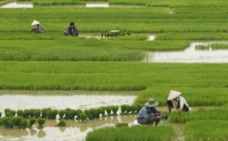  Lahan Pertanian Pangan Berkelanjutan: Banten Segera Miliki Perda Perlindungan