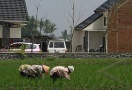  LAHAN PERTANIAN, Setiap Tahun 273 Ha di Banten Menghilang