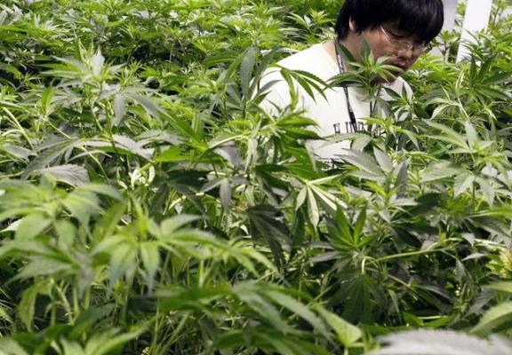  Ladang Ganja Terbesar Ditemukan di Tiongkok