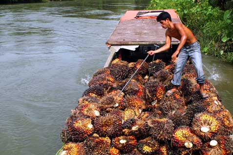  Harga TBS Riau Menyentuh Titik Terendah Tahun Ini