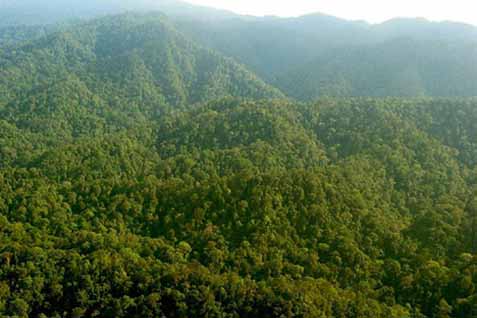 Barito Selatan Pelopori Mekanisme Pengukuhan Hutan