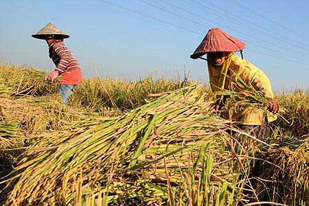  Harga Gabah Sepanjang Agustus di Atas HPP