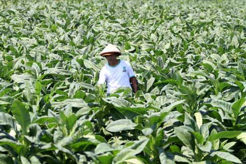  NASIB TEMBAKAU: Minat Petani Tanam Tembakau Anjlok