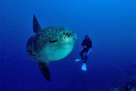  PARIWISATA BALI: Menikmati Atraksi Ikan Mola Mola di Nusa Penida