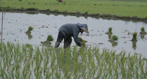  ALIH FUNGSI LAHAN: Pengembangan Sawah Rawa Jadi Prioritas
