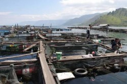  Baru 1.500 Petani Jaring Ikan Jatiluhur Punya NPWP