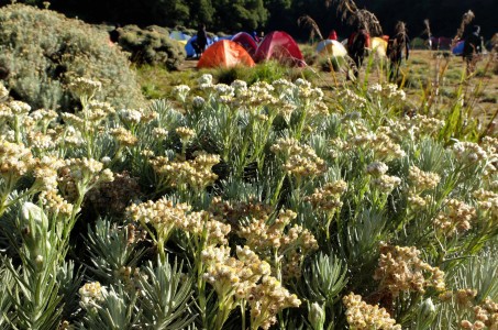  Indahnya Wisata Gunung Papandayan