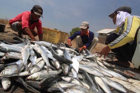  Panen Ikan Bandeng di Indramayu Jabar