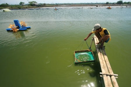  Produksi Anti Virus IMNV Pada Udang, CP Prima Optimistis Raup Rp8 Triliun