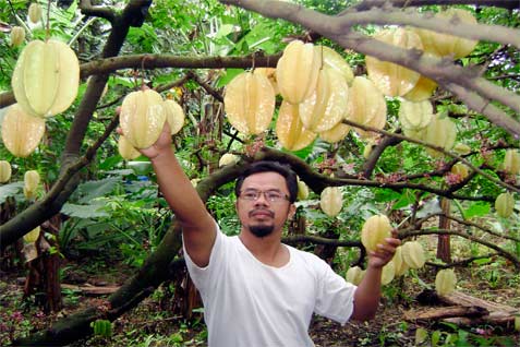 Harga Belimbing Dewa khas Kota Depok cukup beragam, sesuai grade yang telah ditentukan petani. /Bisnis.com