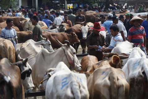  IDUL ADHA 2014: Harga Hewan Kurban Seputar Jabodetabek Naik 20%