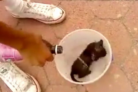  Astaga, Pria Ini Bakar Kucing Dengan Brutal