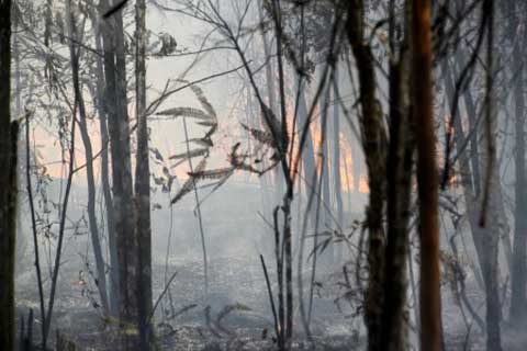  Kementerian Kehutanan Tegaskan Tetap Proses Perizinan Alih Fungsi Lahan