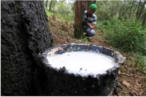  HARGA KARET 16 September: Melonjak 0,9%