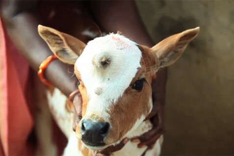  Sapi Bermata Tiga Dipuja Sebagai Jelmaan Dewa Syiwa di India