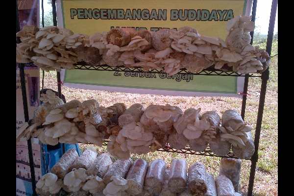  WIRAUSAHA: Cara Mudah Budidaya Jamur Tiram