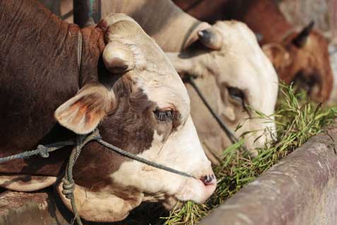  Jelang Idul Adha, Harga Jual Hewan Kurban Melonjak