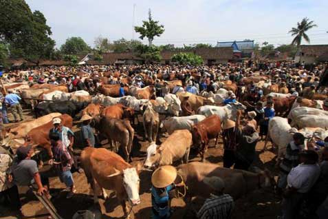  IDULADHA 2014: Permintaan Melonjak, Harga Sapi Bali 200 Kg Naik Jadi Rp8 Juta