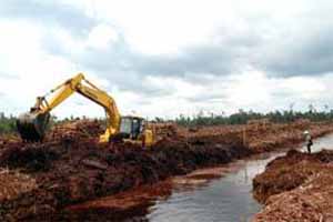  Batas Bawah Muka Air Lahan Gambut Direkomendasikan 0,8 Meter