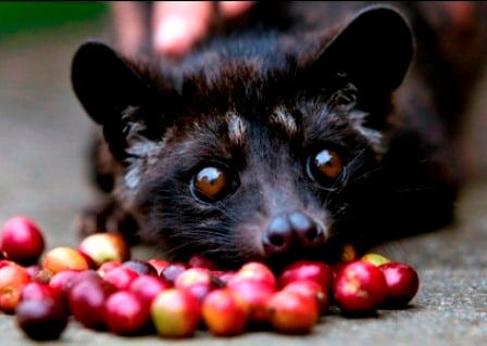  Paten Kopi Luwak: Pemerintah Didesak Yakinkan FAO