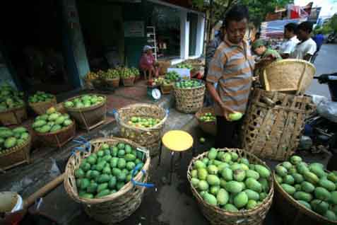  Ekspor Mangga Gedong Gincu Menurun