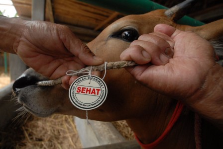  Ini Dia Fakta Penting Kalung Di Leher Hewan Kurban