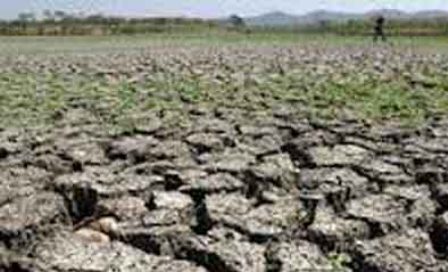  Petani Di Lampung Berhenti Tanam Padi