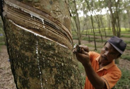  HARGA KARET (26 September 2014) : Ditutup Rebound Signifikan 2,76% Pasca Publikasi Potensi Penurunan Suplai