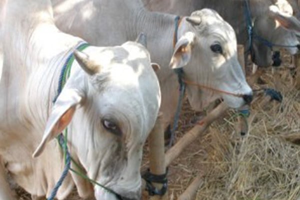  Tingkatkan Populasi Sapi, Aceh Besar Tetapkan Sentra Peternakan