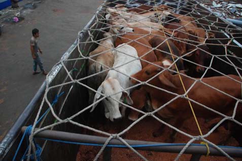  DISNAK JABAR: Impor Sapi Berdasar Zona Based Merugikan