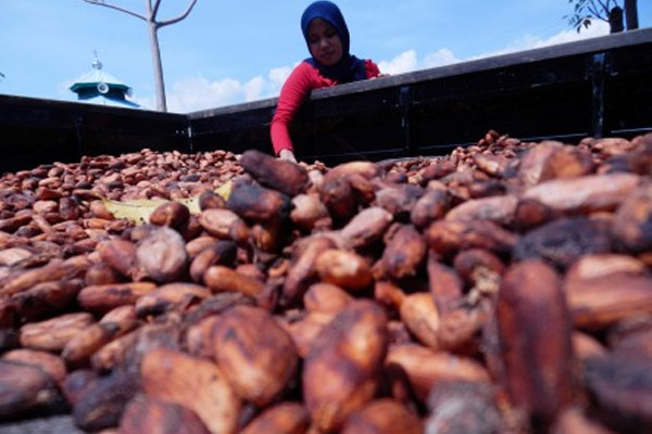  Kemarau Dongkrak Produksi Kakao