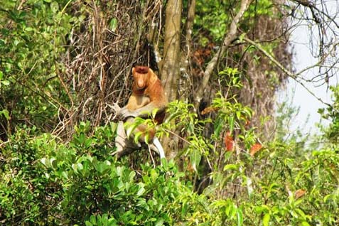  Pemkab Tapin Bangun Reservasi Bekantan 90 Ha